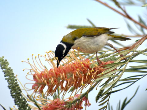 Amamoor Lodge - Hotel Accommodation 7