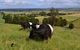Clifden Cottage - thumb 6