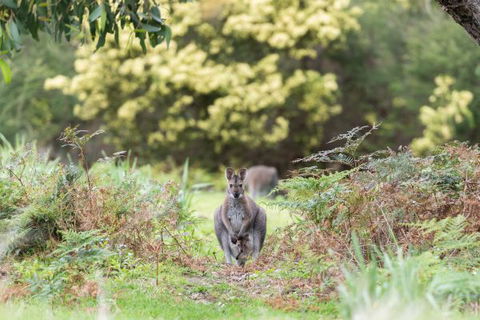 Alkina Lodge - Hotel Accommodation 6