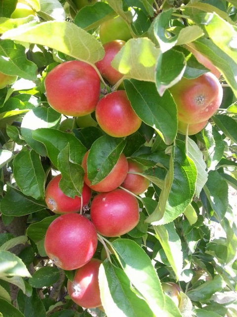 Ballachulish Farm Stay - Hotel Accommodation 5