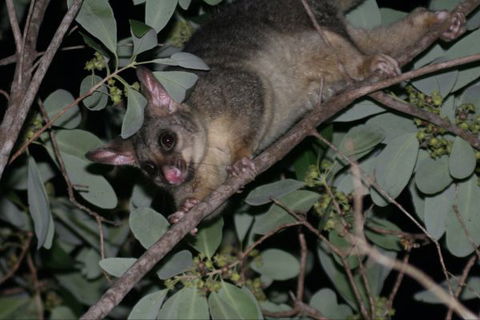 Bush Oasis Caravan Park - Hotel Accommodation 6