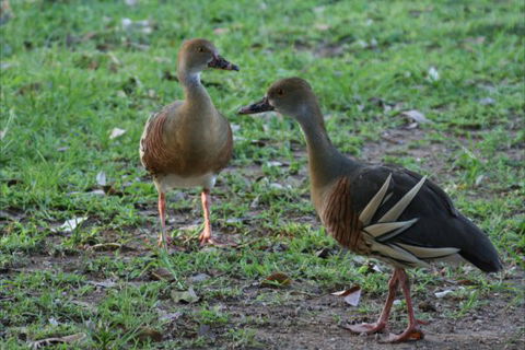 Bush Oasis Caravan Park - Hotel Accommodation 8