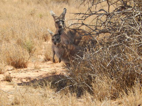 Gnaraloo Station - Hotel Accommodation 3
