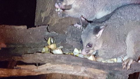 Kalimna Woods - Hotel Accommodation 7