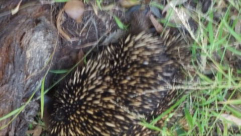 Kalimna Woods - Hotel Accommodation 9