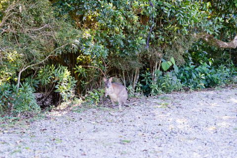 Lamington National Park Camping Ground - Hotel Accommodation 1