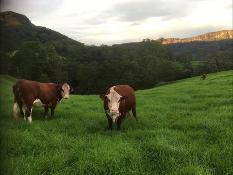 Amaroo Valley Springs - Hotel Accommodation 2