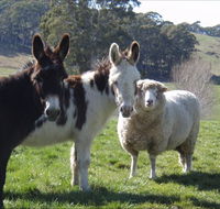 Avaleigh Elms Farmstay - Hotel Accommodation