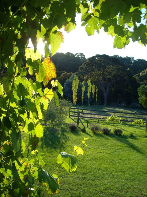 Old Chilli B&B Daylesford - Hotel Accommodation 3