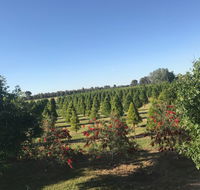 Rutherglen Christmas Trees Farm Stay - Hotel Accommodation