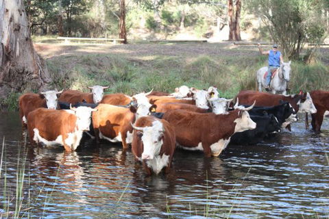 Stockyard Creek - Hotel Accommodation 3