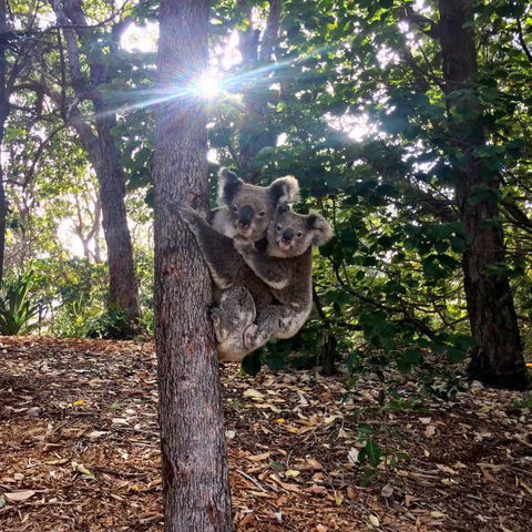 Stradbroke Island Beach Hotel | Spa Resort - Hotel Accommodation 8