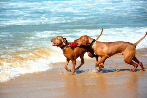 Tilba Coastal Retreat - Hotel Accommodation 8