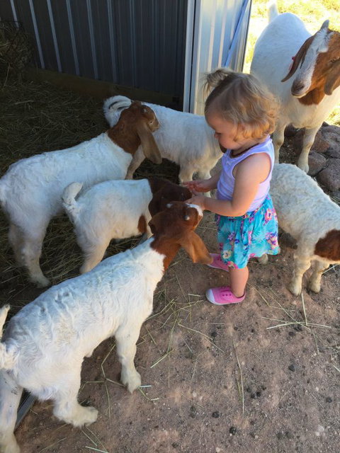 Yalooka Farm - Hotel Accommodation 7