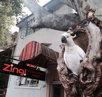 Zing Backpackers Hostel - Hotel Accommodation