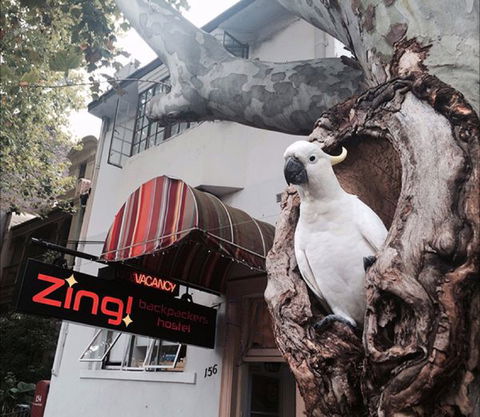 Zing! Backpackers Hostel - Hotel Accommodation 0
