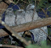 BIG4 Kelso Sands Holiday  Native Wildlife Park - Hotel Accommodation