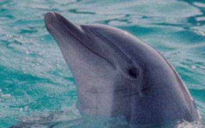 Blue Dolphin Caravan Park & Holiday Village - Hotel Accommodation 5