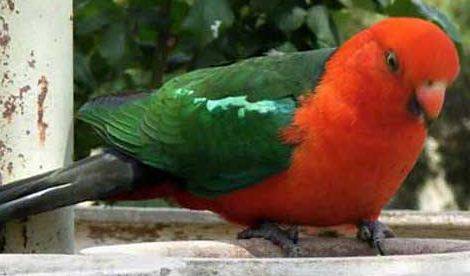 Bushlands Tourist Park - Hotel Accommodation 4