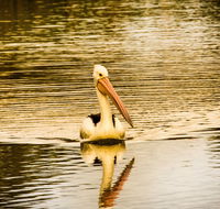 River Shack Rentals - Brenda Park - Hotel Accommodation