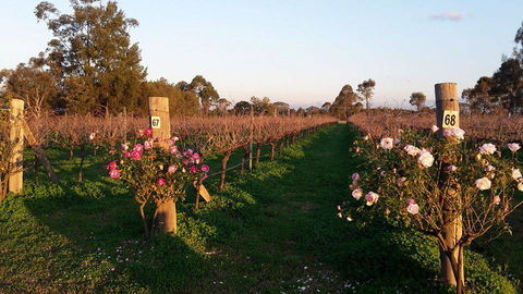 Emmas Cottage Vineyard - Hotel Accommodation 1