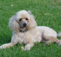 Garden City Motor Inn - Hotel Accommodation