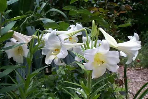 Rainforest Retreat Murray Bridge - Hotel Accommodation 3