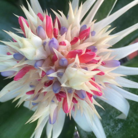 Bromeliad Bed And Breakfast - Hotel Accommodation 11