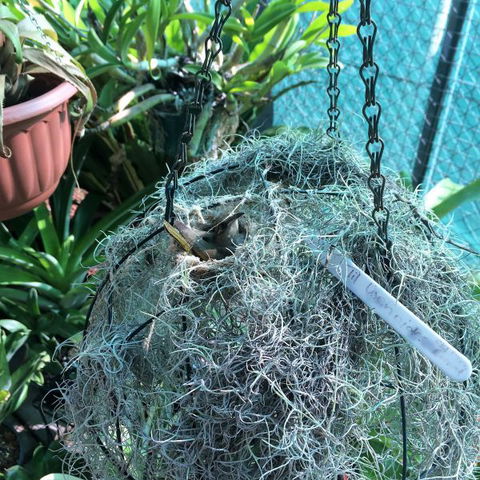 Bromeliad Bed And Breakfast - Hotel Accommodation 13