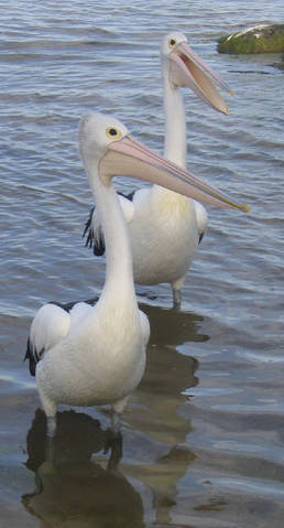 Turner Caravan Park - Hotel Accommodation 1