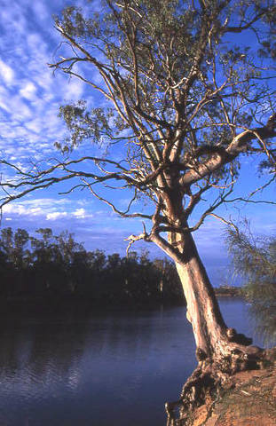 Weir Caravan Park Robinvale - Hotel Accommodation 4