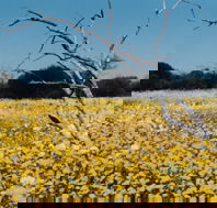 Wooleen Station - Hotel Accommodation