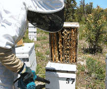 The House Of Honey - Hotel Accommodation 0