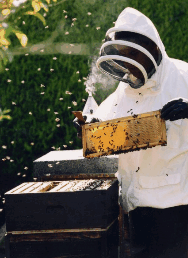 The House Of Honey - Hotel Accommodation 3