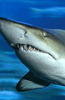 The Aquarium Of Western Australia - Hotel Accommodation 2