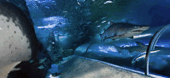 The Aquarium Of Western Australia - Hotel Accommodation 3