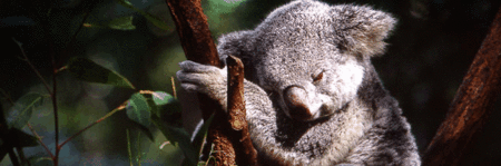 Koala and River Cruise by Mirimar Cruises - Hotel Accommodation