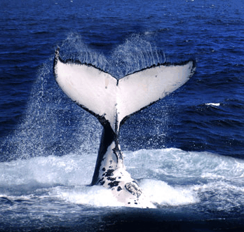 Brisbane Whale Watching - Hotel Accommodation