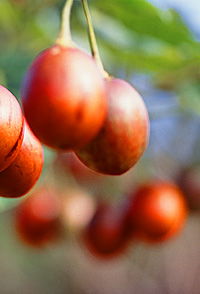 Tropical Fruit World - Hotel Accommodation 0