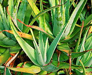 Tropical Fruit World - Hotel Accommodation 1