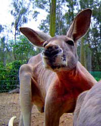 Birdland Animal Park - Hotel Accommodation 3