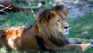 Mogo Zoo - Hotel Accommodation 1