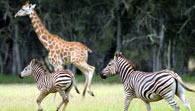 Mogo Zoo - Hotel Accommodation 2