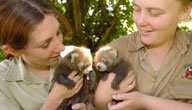 Mogo Zoo - Hotel Accommodation 3