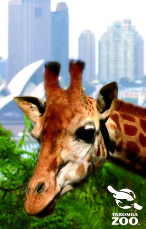 Taronga Zoo - Hotel Accommodation 3