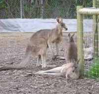 Jirrahlinga Koala  Wildlife Sanctuary - Hotel Accommodation