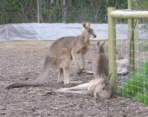 Jirrahlinga Koala & Wildlife Sanctuary - Hotel Accommodation 0