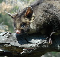 Moonlit Sanctuary Wildlife Conservation Park - Hotel Accommodation