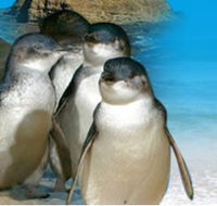 Phillip Island Penguin Parade - Hotel Accommodation