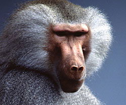 Alma Park Zoo - Hotel Accommodation 1